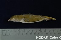 藏品(綠畫眉)的圖片